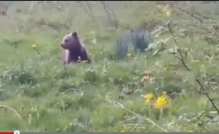 ourson dans la Val d'Aran