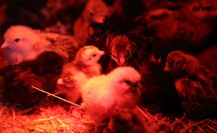 Des poussins (illustration).