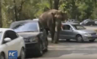 Un éléphant victime d'un chagrin d'amour a détruit 19 voitures en Chine.