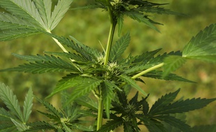 Illustration de plants de cannabis.