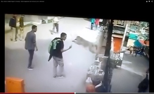 Un singe saute sur un adolescent qui lui fait un doigt