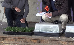 Culture de cannabis découverte par la Direction Nationale du Renseignement et des Enquêtes Douanières (DNRED), le 15 avril 2016, à Alfortville.