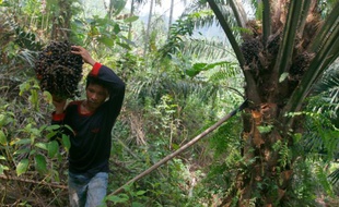 Récolte de fruits des palmiers à huile dans le village de Suka Dame, dans la province de Sumatra du Nord, en Indonésie, le 29 avril 2016