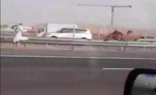 Un homme court après un dromadaire à Dubaï