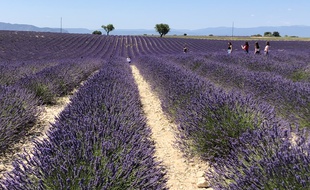 Les champs de lavande sur le plateau de Valensole.