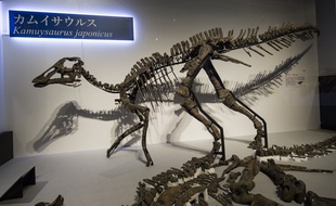 Un squelette de kamuysaurus japonicus reconstitué au Japon.