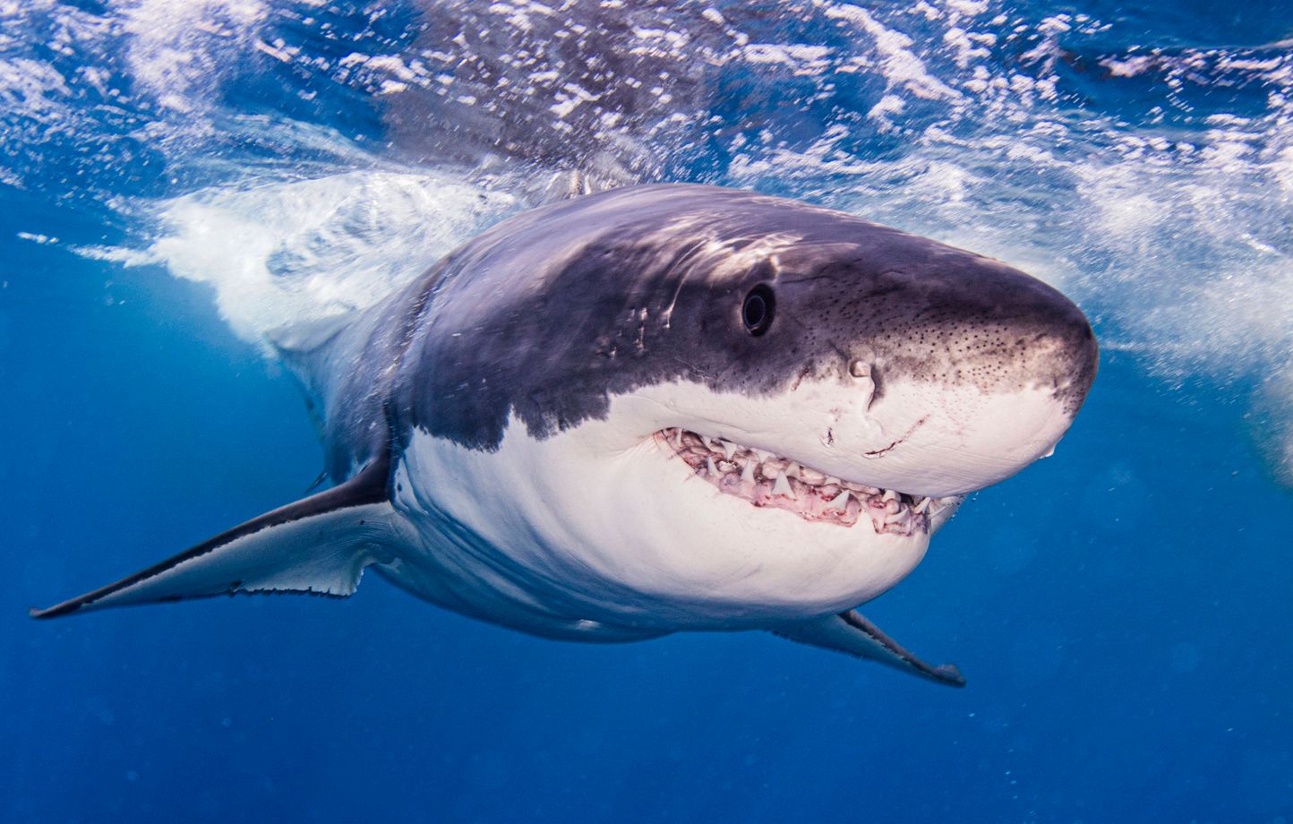 EtatsUnis Mordue par un requin, une adolescente de 13 ans frappe l’animal et survit à l’attaque