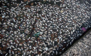 Des poissons morts échoués sur la place de l'île de Paqueta, non loin de Rio de Janeiro le 3 novembre 2014