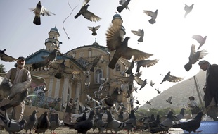 Pigeons devant la mosquée Shah-Do Shamshira de Kaboul (Afghanistan) le 5 juin 2018
