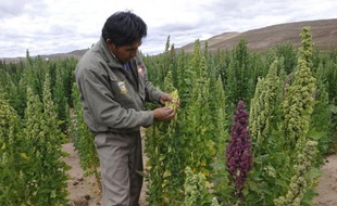 Le quinoa, "graine d'or" des Andes déjà cultivée par les Incas et consacrée mercredi à l'ONU par le lancement officiel de l'Année internationale du quinoa (AIQ), constitue désormais un succès économique, agronomique et nutritionnel en Bolivie et au Pérou.