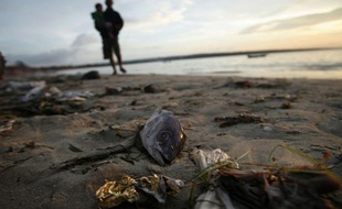 Un poisson gît sur une plage de Bali, en Indonésie, en décembre 2007.