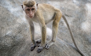 Un singe au Sri Lanka (illustration)