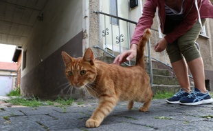 Plus de 100.000 animaux de compagnie sont abandonnés chaque année en France (photo d'illustration).