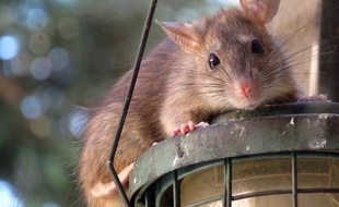 Le rat, un rongeur généralement peu apprécié (illustration).