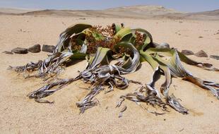 Welwitschia Mirabillis