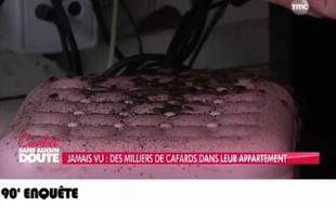 Des cafards dans