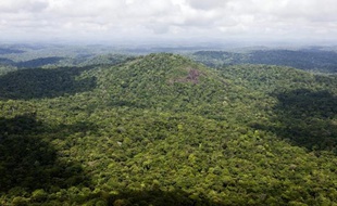 Les autorités brésiliennes ont affirmé combattre "avec détermination" le trafic de bois dans les territoires indigènes d'Amazonie à cause de la menace qu'il représente pour la survie de peuples tels que les Awa considérés à risque par l'organisation Survival International.