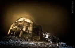 Deux Français au palmarès du Wildlife Photographer of the Year