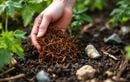 Ramassé sur le sable, ce trésor naturel peut encore booster vos plantes (et personne ne pense à l’utiliser de cette manière)