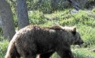 Les ours des Pyrénées sortent progressivement d'hibernation.