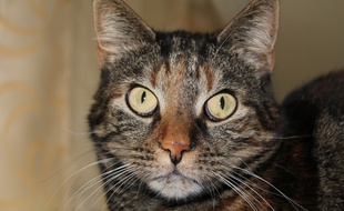 Un chat aurait asséné une vingtaine de coups de griffes à une octogénaire japonaise.