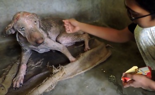 Chien soigné par l'ONG Animal Aid Unlimited