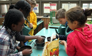 Les élèves de CM2 de l'école primaire Olivier de Serres (Paris 15e) plantent des bulbes.