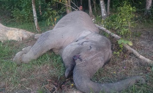 Photo non datée transmise le 21 septembre 2015 de la dépouille de l'éléphant Yongki.