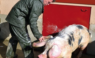 La cochette de race Bayeux Iroise se prépare pour le salon de l’agriculture.