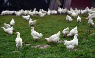 Des poulets de Bresse, le 18 décembre 2014 dans une ferme à Viriat, dans l'est de la France