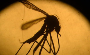 Un moustique Aedes aegypti photographié dans un laboratoire de l'université du Salvador, à San Salvador, le 3 février 2016