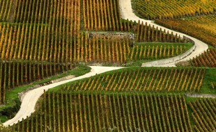 Des vignobles de Champagne à proximité de Reims.