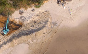 La baleine à bosse a été enterrée sous le sable.