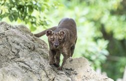 Le fossa : le prédateur de Madagascar se reproduit de façon étonnante !