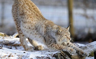 Bouloches de poils devenues rarissimes et empreintes quasi-introuvables: le lynx se fait discret dans le massif des Vosges, à tel point que des associations crient à l'extinction en dénonçant le braconnage.