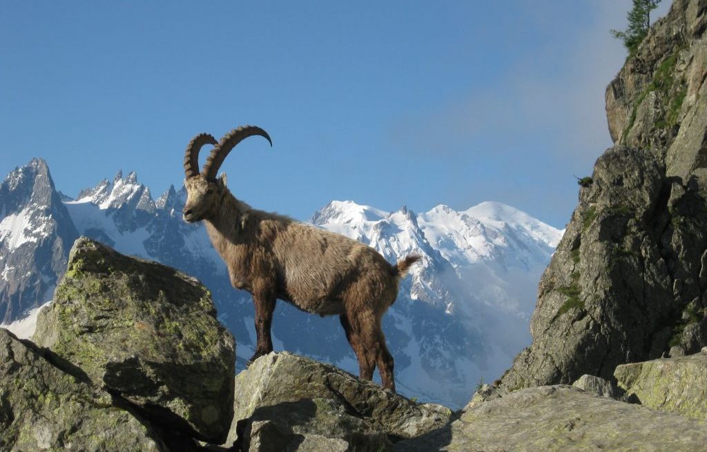 Haute-Savoie : L'abattage de bouquetins autorisé par le préfet retoqué par la justice