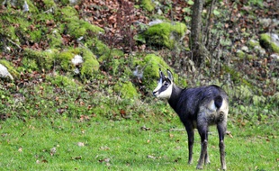 Le chamois a chargé à plusieurs reprises le joggeur, jusqu'à lui perforer la cuisse (illustration).