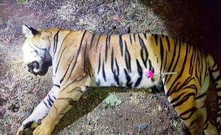 La tigresse T1 après avoir été abattue par les chasseurs, vendredi 2 novembre, en Inde.