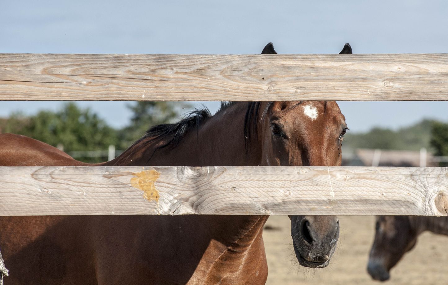 Normandie : Au moins trois chevaux tués, d'autres mutilations signalées, une enquête ouverte thumbnail