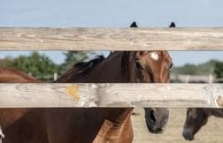 Au moins trois chevaux tués, d’autres mutilations signalées en Normandie