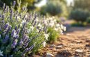 Ces plantes méditerranéennes à planter à la toute fin août offrent un décor sublime, sans entretien !