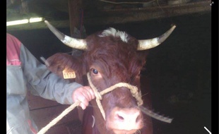 La vache Cornette