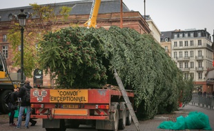 Strasbourg le 31 octobre 2016. Sapin de Noël 2016. Arrivée place Kléber à Strasbourg.