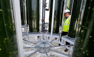 Des tubes de micro-algues dans l'usine de Biofuel systems, en Espagne.