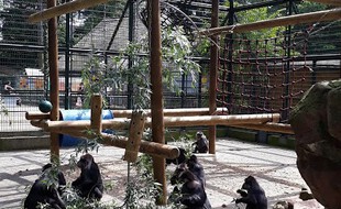 Les célèbres macaques du zoo de l'Orangerie de Strasbourg.