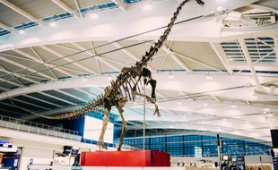 Skinny, un squelette de dinosaure vieux de 150 millions d'années est présenté dans l'un des terminaux de l'aéroport de Londres Heathrow avant sa vente aux enchères en juin 2019