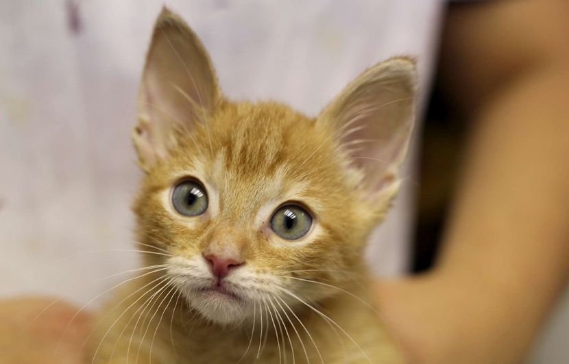 La Chirurgie Esthetique Sur Les Chiens Et Les Chats Interdite A Rio