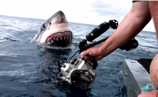 Un requin émerge à un mètre d'une équipe de tournage.