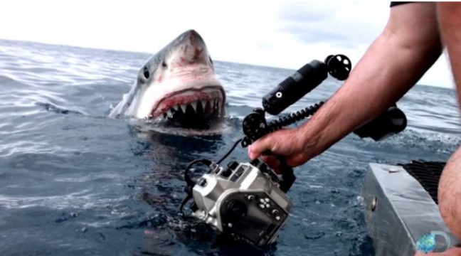 L'année Du Requin Lieu De Tournage Un grand requin blanc surgit de l'eau, tombe nez à nez avec une équipe