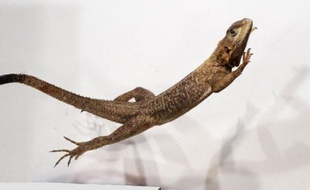 Certains lézards modernes utilisent leur queue comme le balancier d'un funambule pour se stabiliser dans les airs lorsqu'ils sautent et des petits dinosaures carnivores avaient probablement recours à la même technique pour sauter sur leurs proies, selon une étude publiée mercredi.
